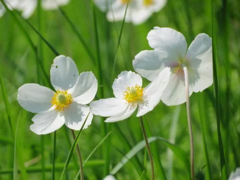 Flowerses of the steppes Stock Photos