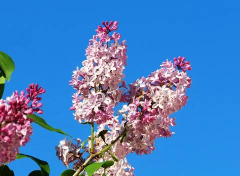 Flowerses of the steppes Stock Photos