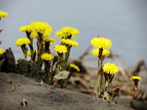 Flowerses of the steppes Stock Photos