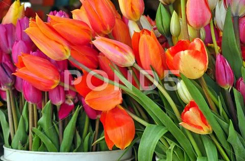Flowershop tulips Stock Photos