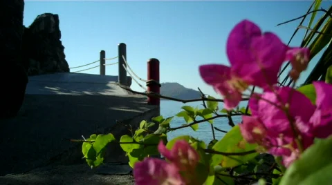 FlowerSidewalk Vídeos de archivo 640486