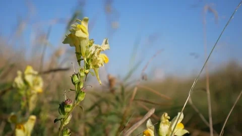 FlowerSnapdragon Stock Footage 139719049