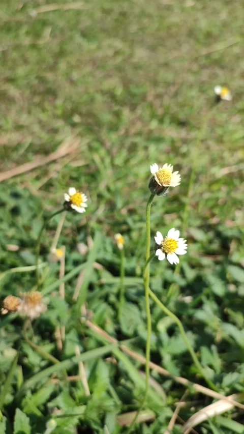 Flowers/nature Stock Footage 203898883