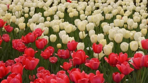 Flowers,Spring,Tulips'  Stock Footage 129563528