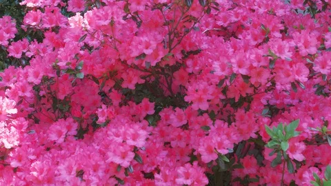 FlowersSunyDay 02 库存影片 129462619