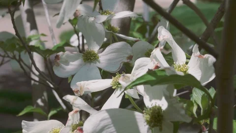 FlowersSunyDay 04 库存影片 129462634