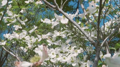 FlowersSunyDay 05 库存影片 129462644