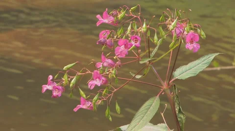 Flower+strudel 01 Stock Footage 881268