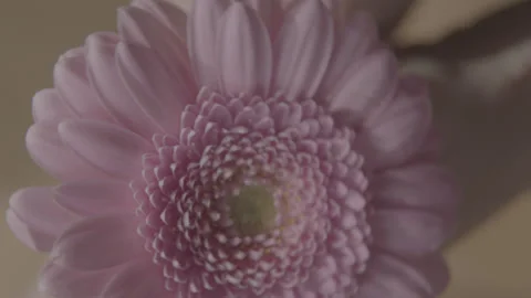 FlowerTwirl1 Stock Footage 145084321