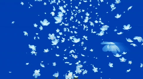FlowerTwister2 Stock Footage 334614