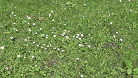 Flower,wind Stock Footage 86689070