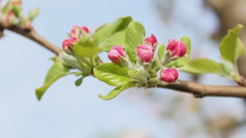 Flowery apples trees 库存影片 92926425