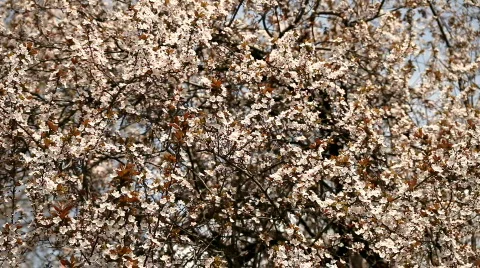 Flowery Background Video stock 720826