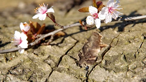 Flowery branch of plum tree Stock Footage 36740329