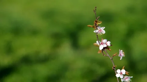 Flowery branch of plum tree Stock Footage 36740339
