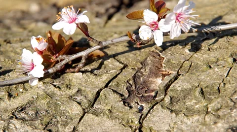 Flowery branch of plum tree Stock Footage 36740884