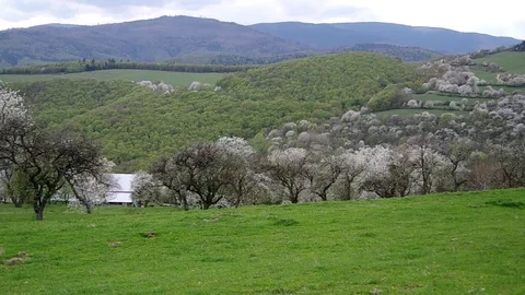 Flowery cherry orchard Stock Footage 71426990