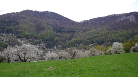 Flowery cherry orchard Stock Footage 71427025
