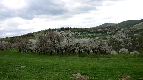 Flowery cherry orchard Stock Footage 71427028