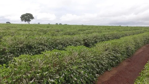 Flowery coffee brasil Stock Footage 113347057