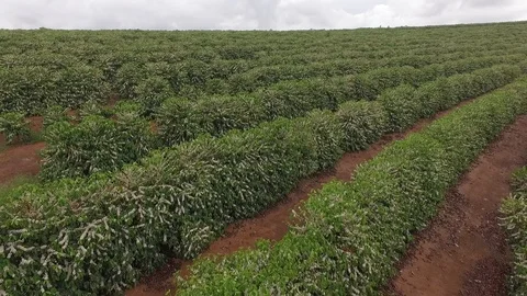 Flowery coffee Stock Footage 113347000