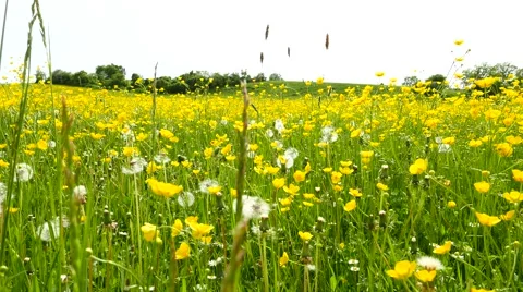Flowery field Stock Footage 59578347