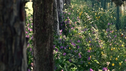 A flowery field Stock Footage 108506906