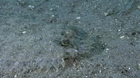 Flowery Flounder Stock Footage 341994352