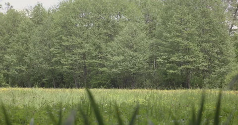 A flowery glade next to the forest, 4K Stock Footage 244385102