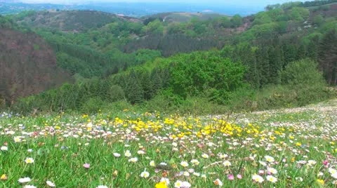 Flowery landscape 스톡 동영상 12225712