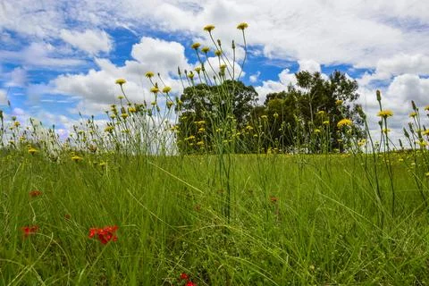 Flowery landscape, La Pampa, Argentina Stock Photos