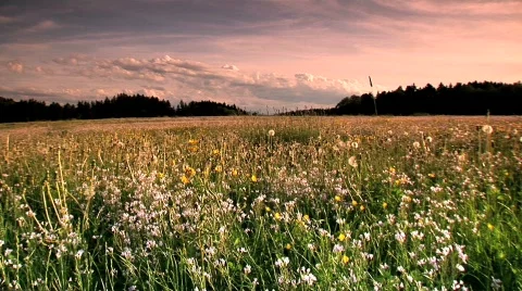 A flowery meadow Stock Footage 106109