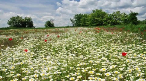 Flowery meadow Stock Footage 24371474