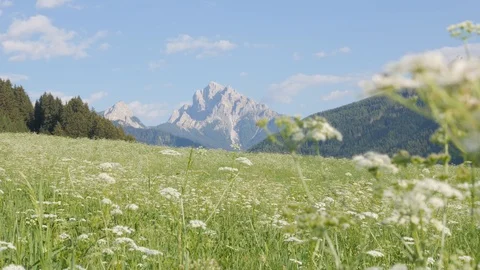 Flowery meadow Stock Footage 122064302