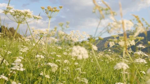 Flowery meadow Stock Footage 122078233