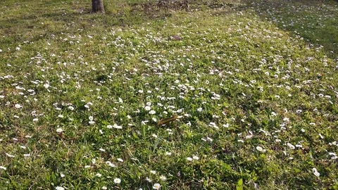 Flowery meadow Video stock 127266467