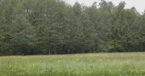 Flowery meadow in the forest, 4K Stock Footage 244384540