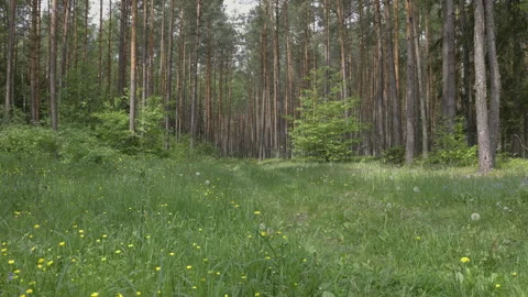 Flowery meadow in the forest, 8K Stock Footage 244409754