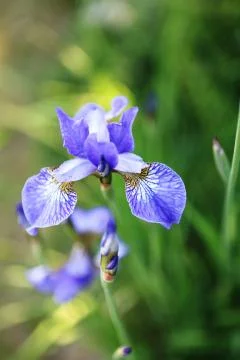 Flowery meadow  Foto stock