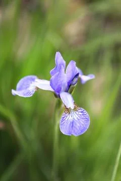 Flowery meadow  Stock Photos