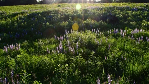 Flowery meadow in spring Stock Footage 128146673