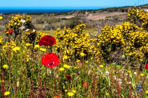Flowery meadow in spring Stock Photos