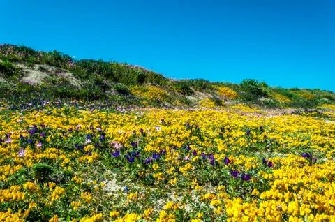 Flowery meadow in spring Stock Photos