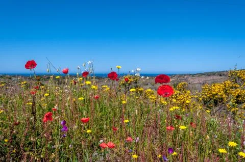 Flowery meadow in spring Stock Photos