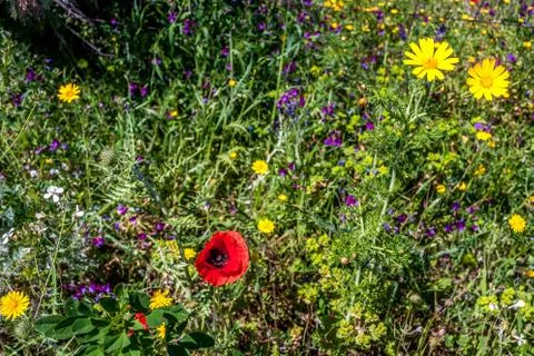 Flowery meadow in spring Stock Photos