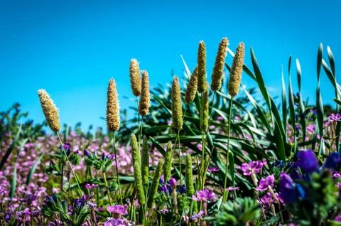 Flowery meadow in spring Stock Photos