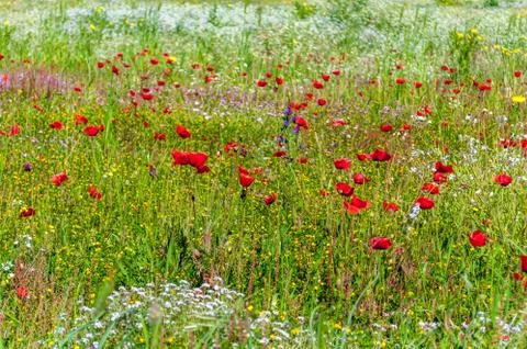 Flowery meadow in spring Stock Photos