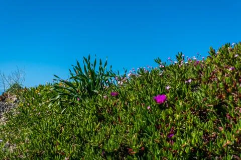 Flowery meadow in spring Stock Photos