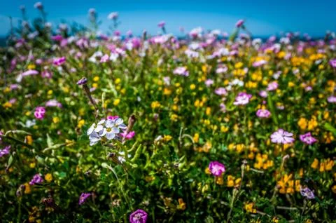 Flowery meadow in spring Stock Photos