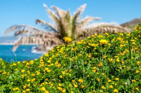 Flowery meadow in spring Stock Photos